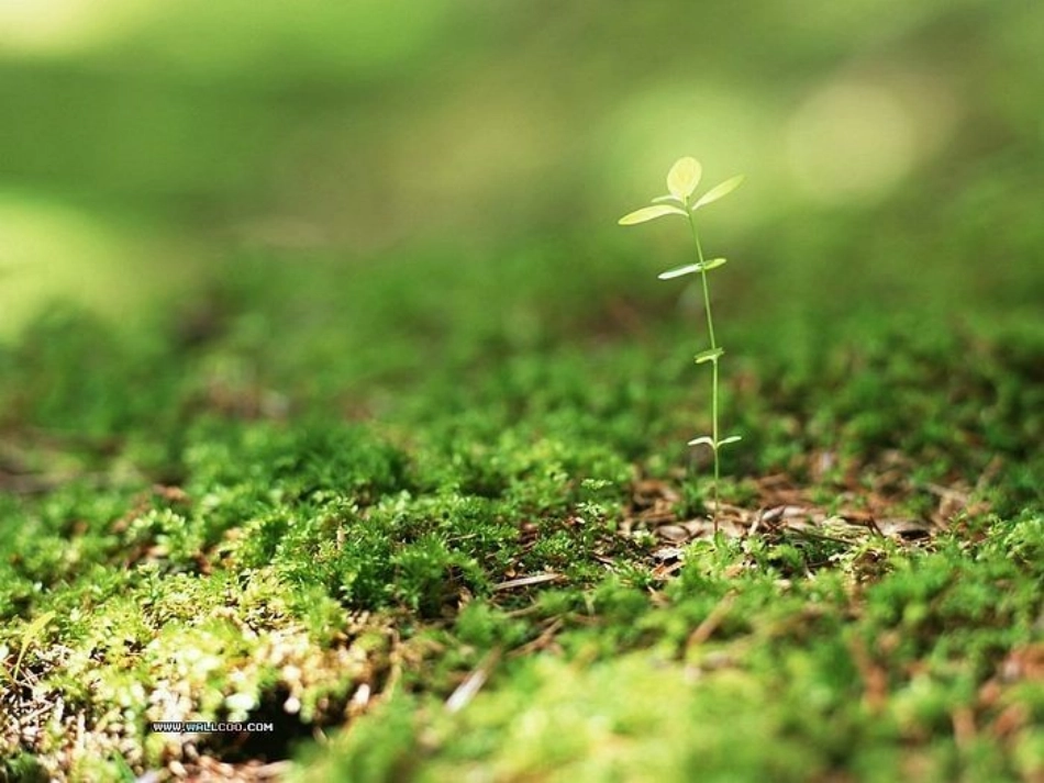 【一年级语文】苏教版一下_识字1模版课件 (2)_第2页