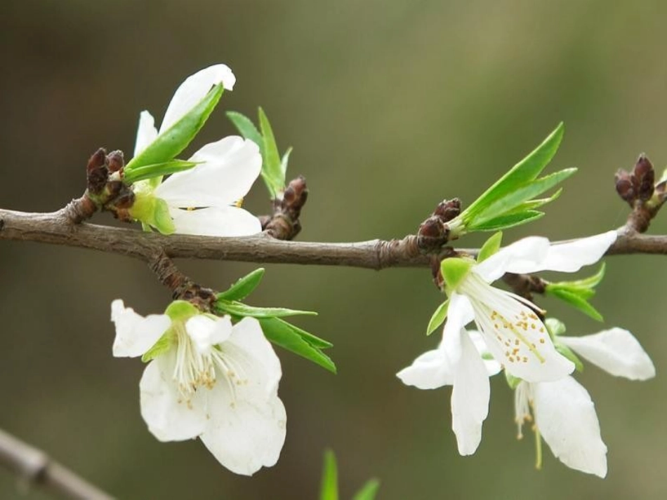 【一年级语文】苏教版一下_识字1模版课件 (2)_第3页