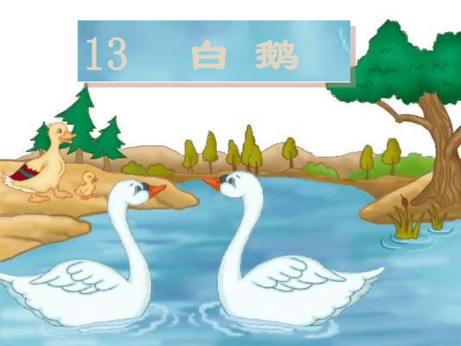 《白鹅》PPT课件 (5)_第1页
