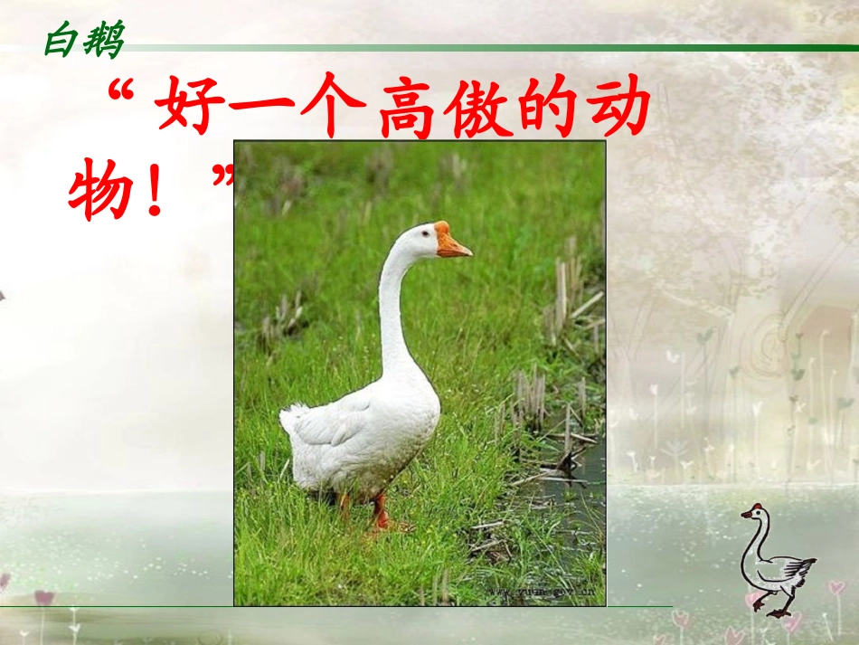 《白鹅》PPT课件 (5)_第2页