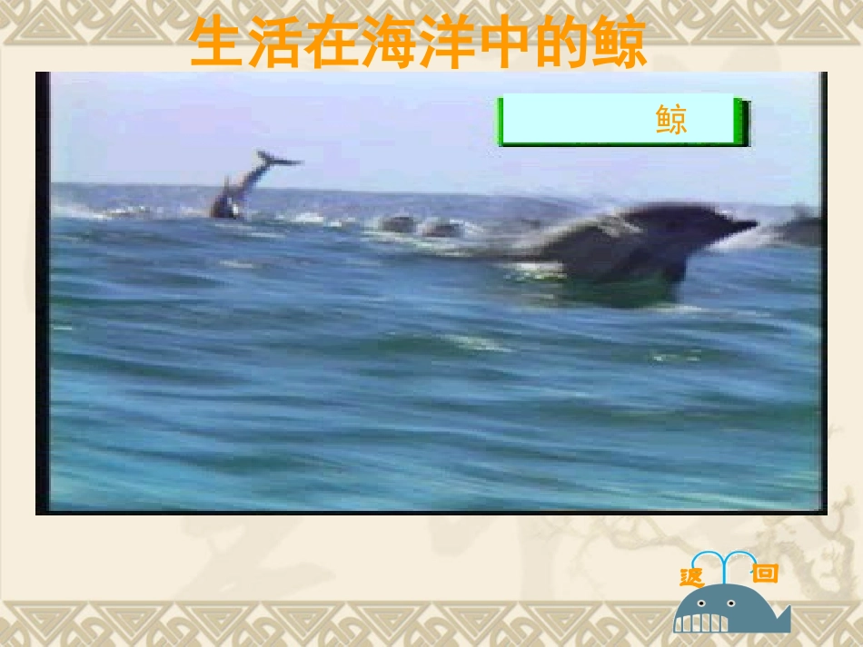 《鲸》教学课件4_第3页