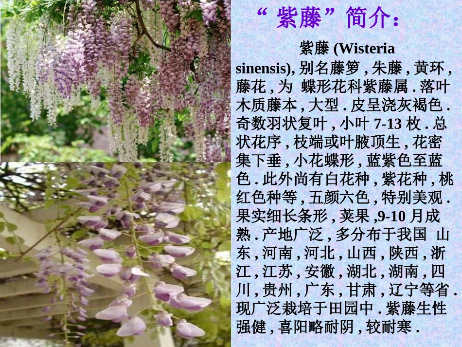 《紫藤萝瀑布》教学课件 (2)_第2页