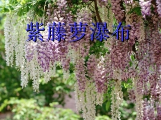 《紫藤萝瀑布》教学课件 (2)