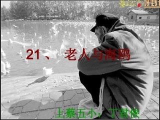 《老人与海鸥》sgh