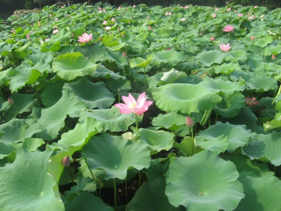 《荷叶圆圆》教学课件_第2页