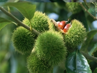 《被子植物的一生》参考课件