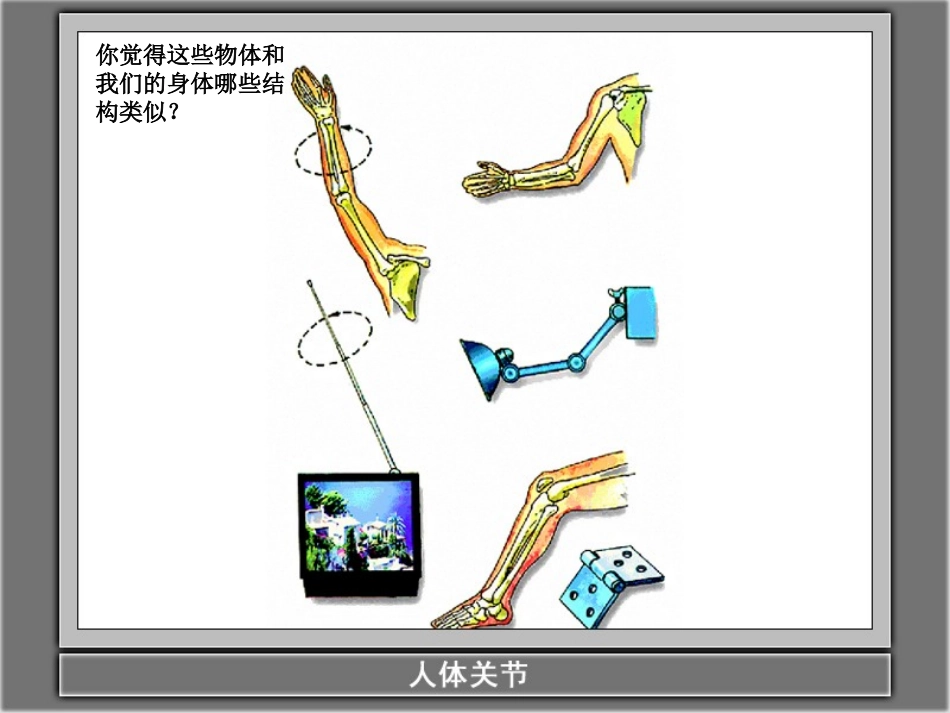 《骨骼关节和肌肉》_第2页