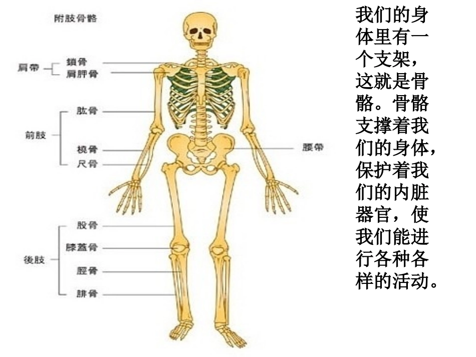 《骨骼关节和肌肉》_第3页