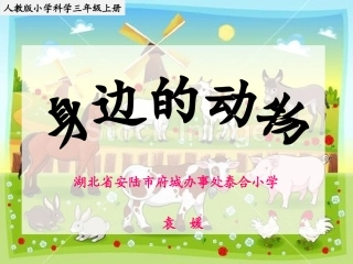 《身边的动物》课件