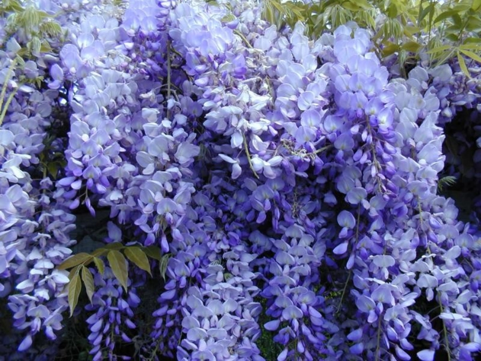 《紫藤萝瀑布》课件（新）_第2页