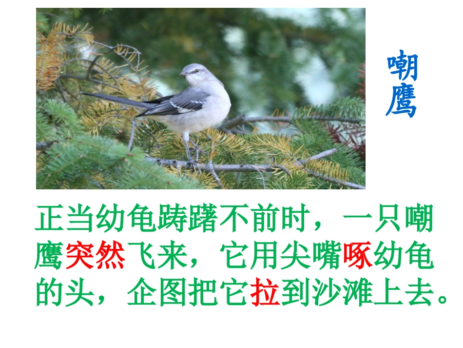《自然之道》课件(1)(2)_第2页