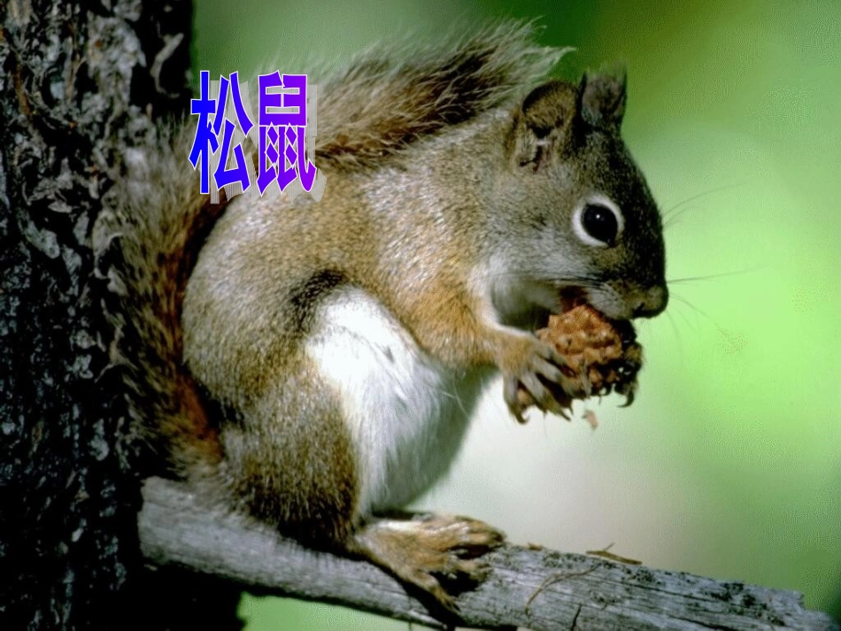 《松鼠和松果》终极完美版PPT课件_第2页