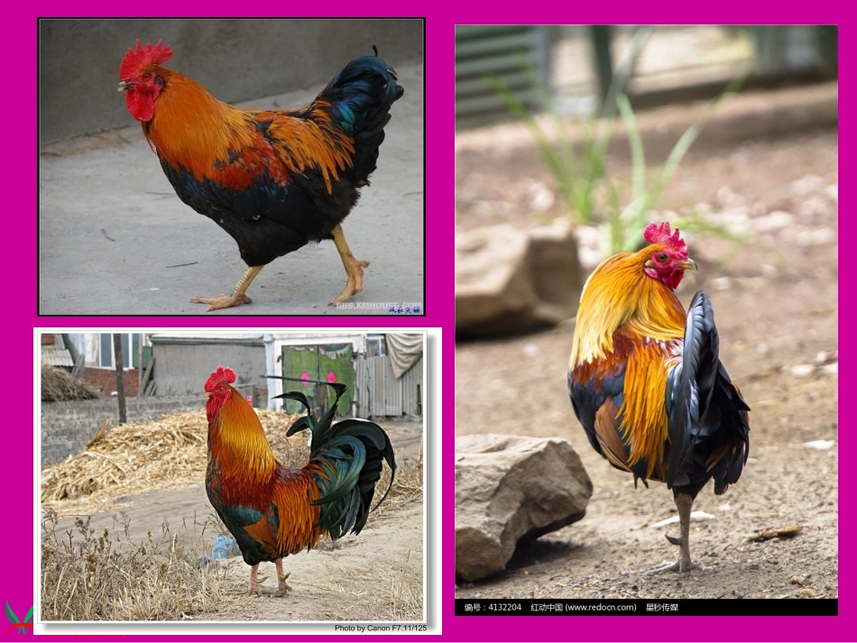 《艳丽的大公鸡》课件(人美版四年级美术下册课件)_第2页