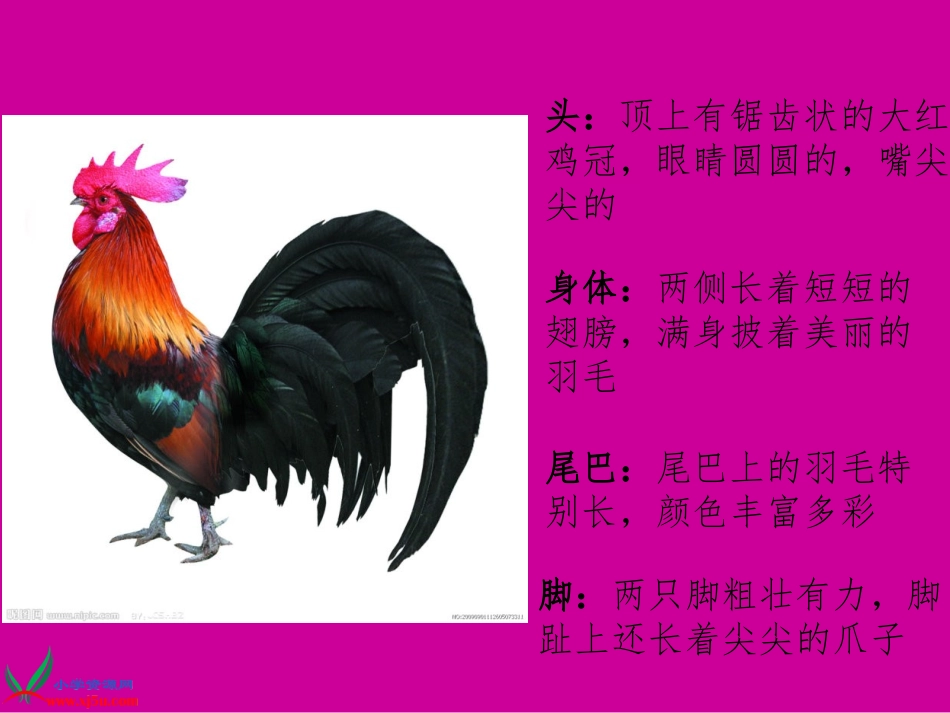 《艳丽的大公鸡》课件(人美版四年级美术下册课件)_第3页