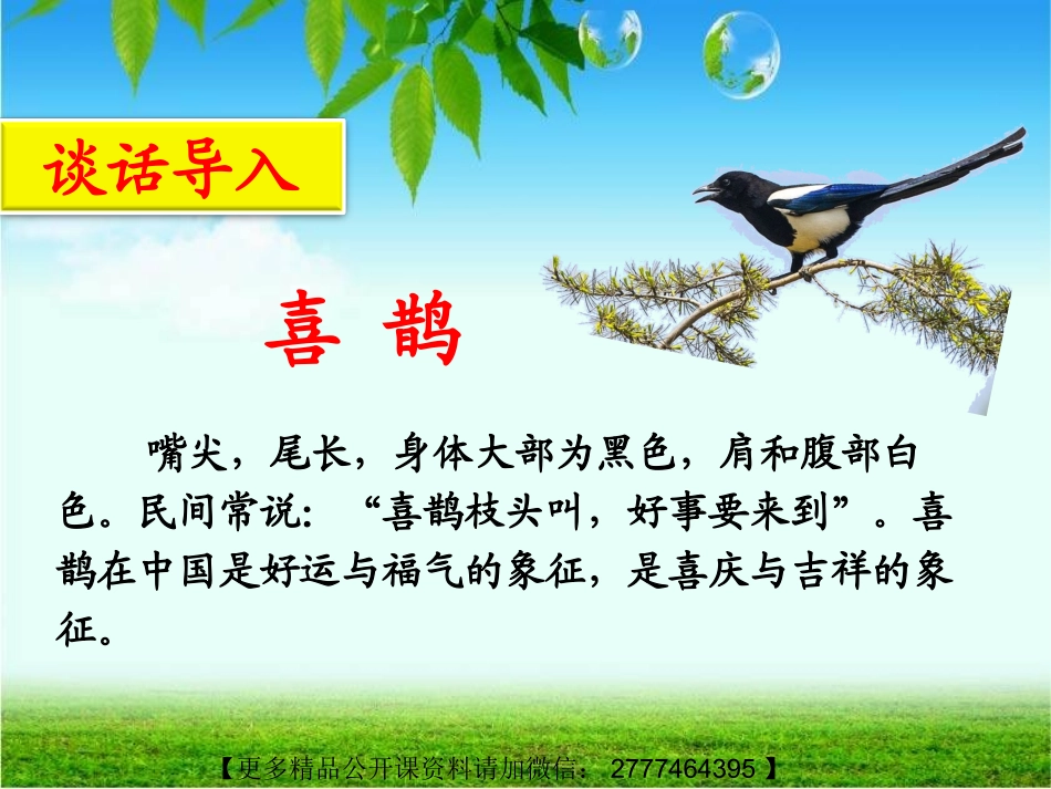 【18】《树和喜鹊》课件PPT【省级一等奖】【更多精品公开课资料请加微信：2310025701】_第2页