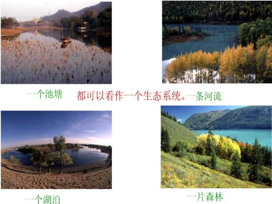 《生物与环境组成生态系统》课件_第3页