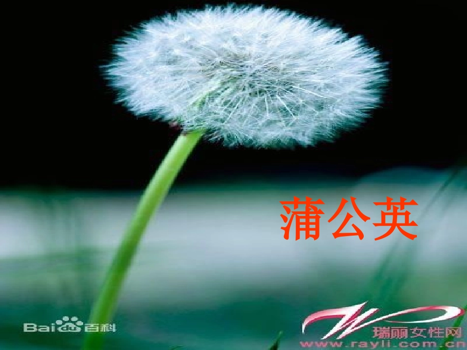 《蒲公英》PPT课件[1]_第2页
