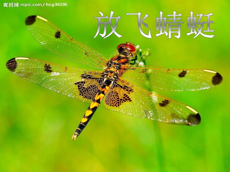 《放飞蜻蜓》教学课件_第1页