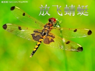 《放飞蜻蜓》教学课件