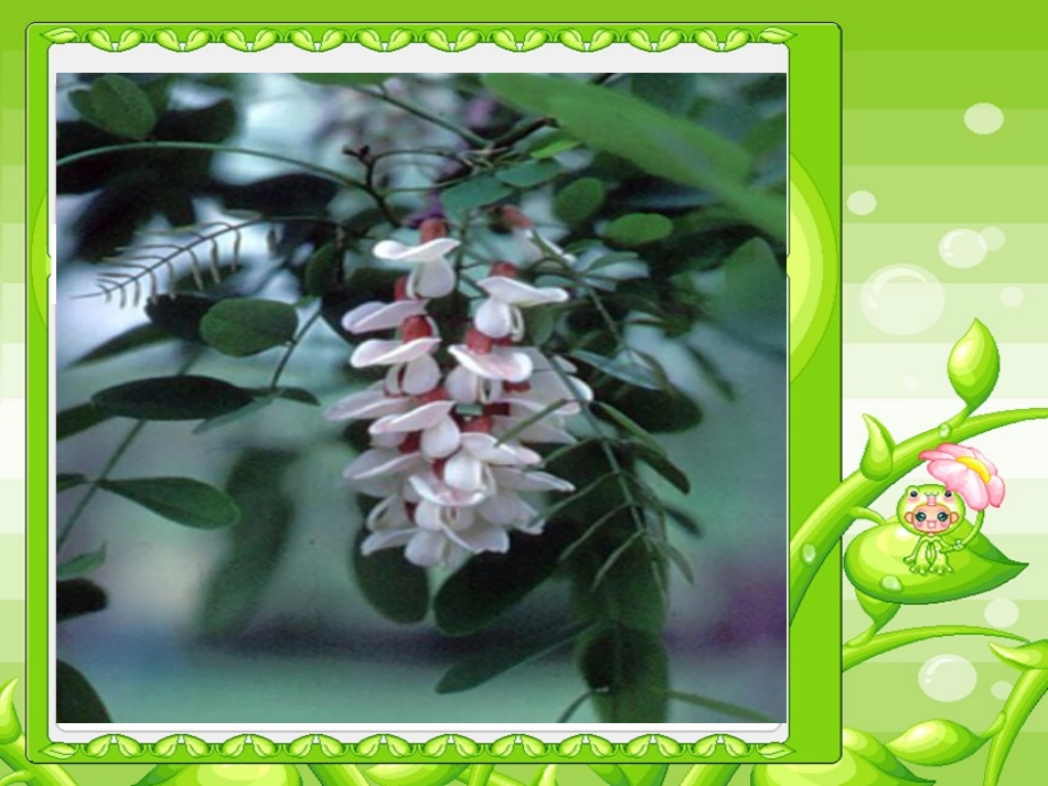 《槐乡的孩子》教学课件1_第2页