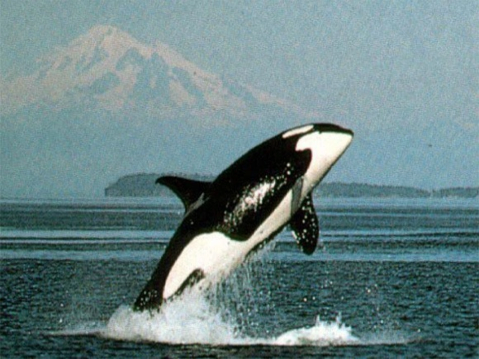 《鲸》课堂演示课件 (2)_第3页