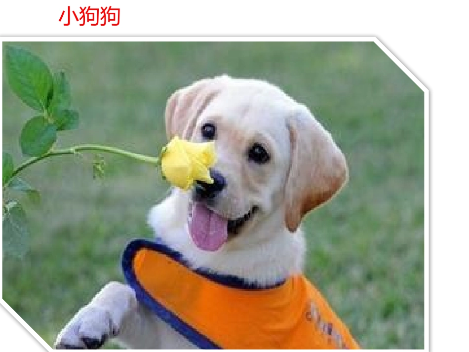 一年级思品&mdash;&mdash;认识动物课件_第2页