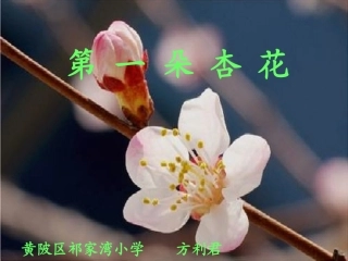 《第一朵杏花》课件