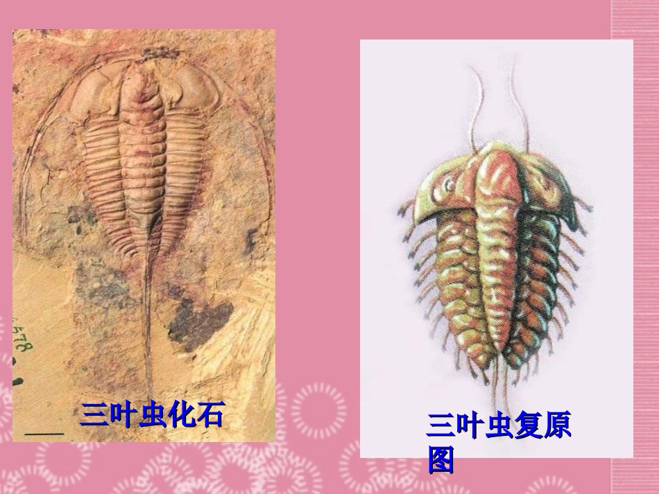 《生物进化的历程》张咏梅_第3页