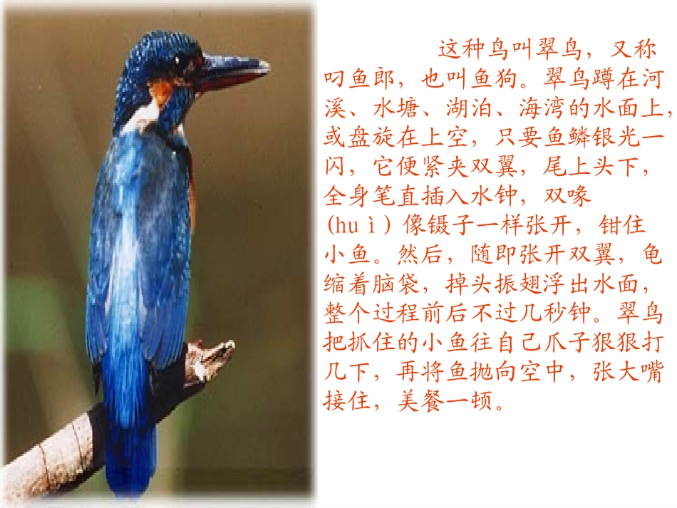 《翠鸟》课件 (5)_第2页