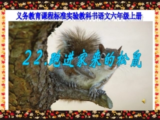 《跑进家来的松鼠》课件