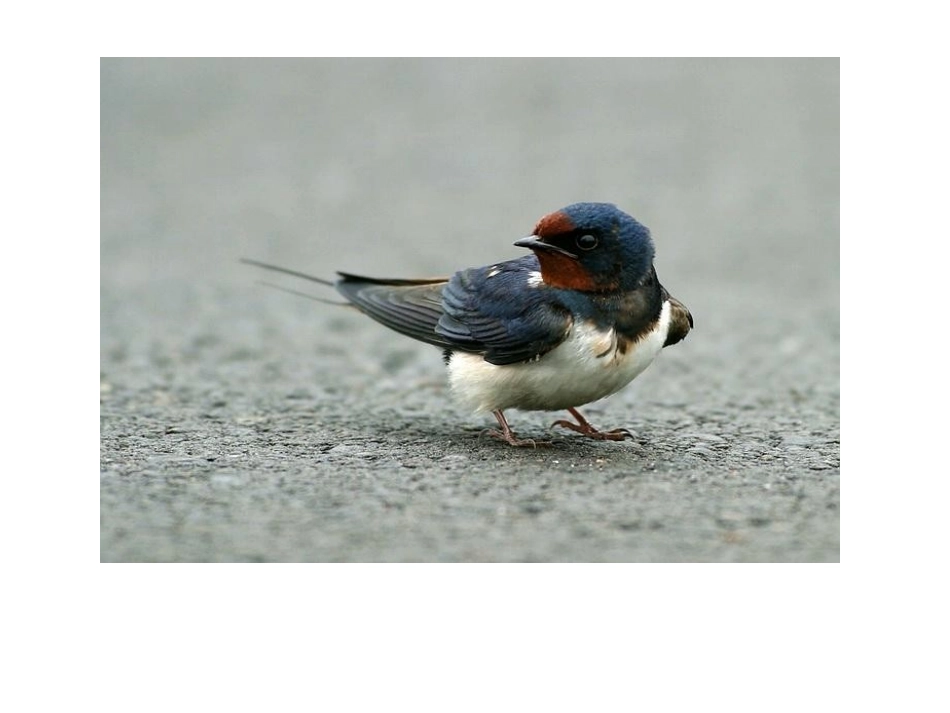 《燕子》第一课时课件_第2页