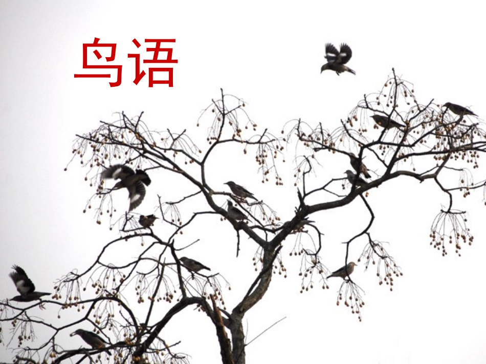 《鸟语》第一课时 (2)_第1页