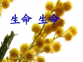 《生命生命》课件