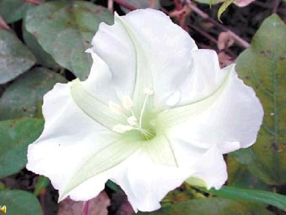 《花钟》课件完成稿_第1页