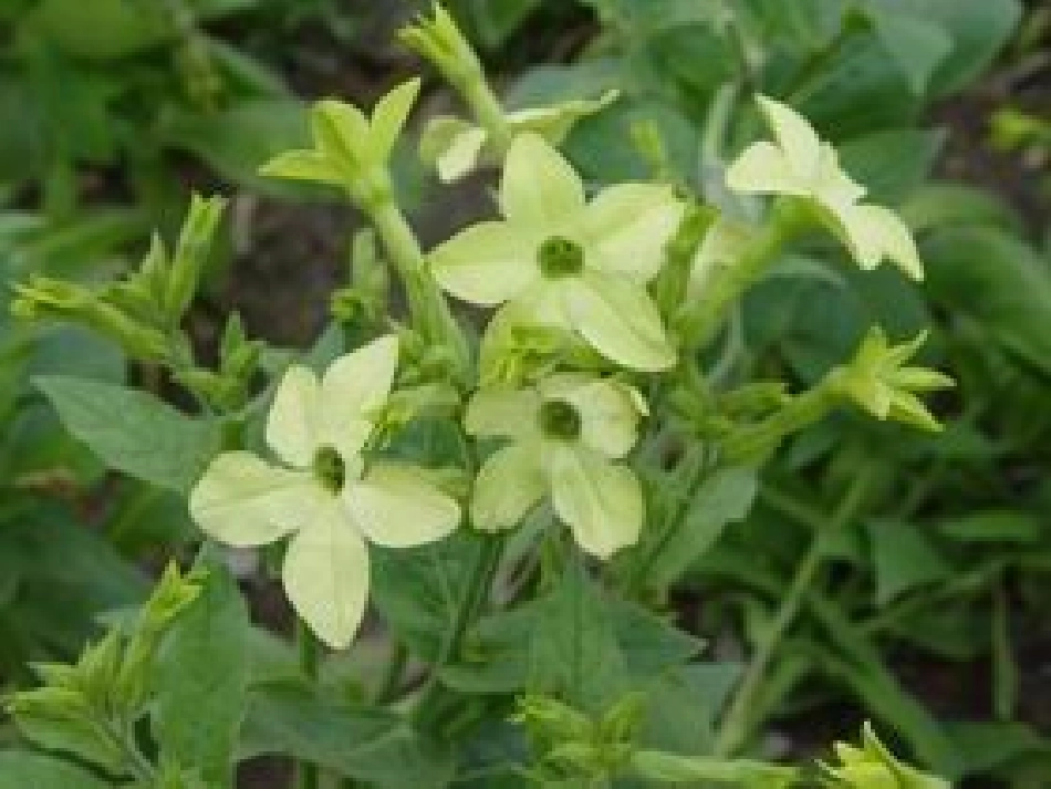 《花钟》课件完成稿_第2页