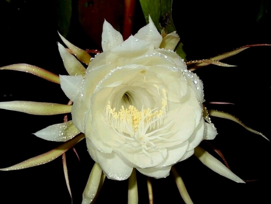 《花钟》课件完成稿_第3页