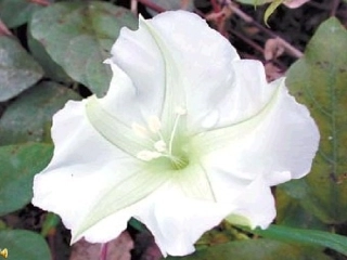 《花钟》课件完成稿