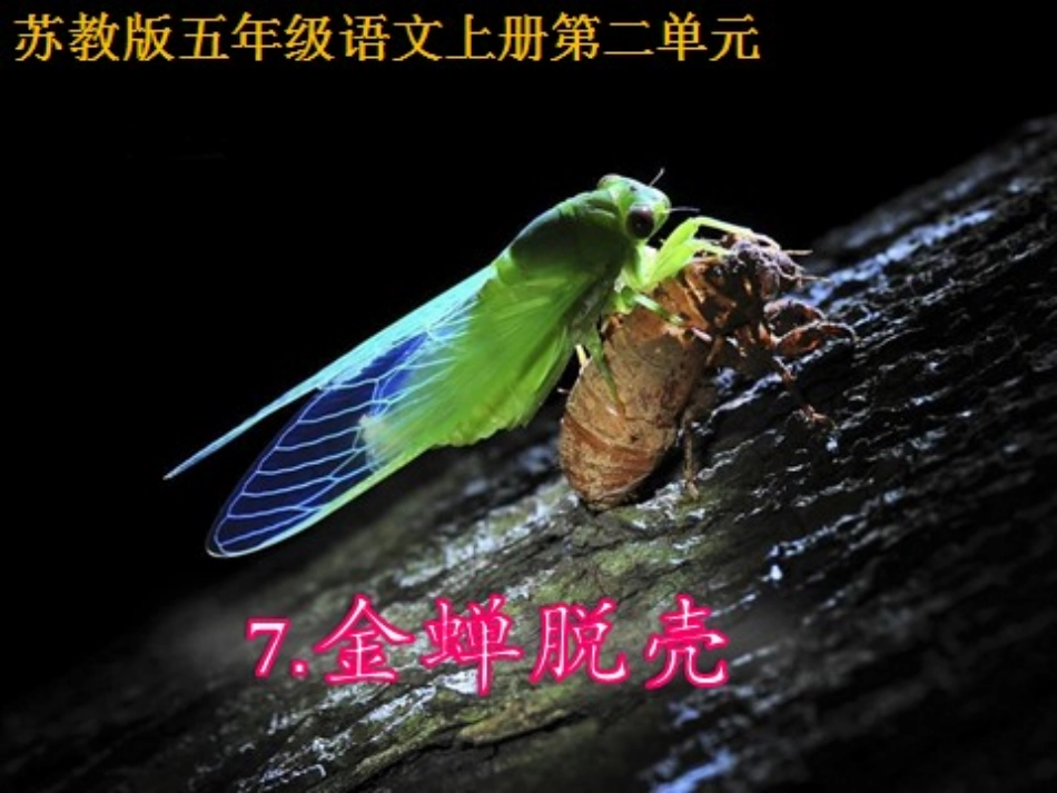 《金蝉脱壳》课件_第1页