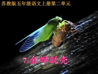 《金蝉脱壳》课件