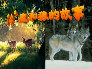 《鹿和狼的故事》课件(1)