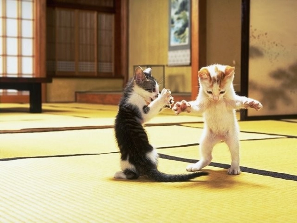 《猫》教学课件_第3页