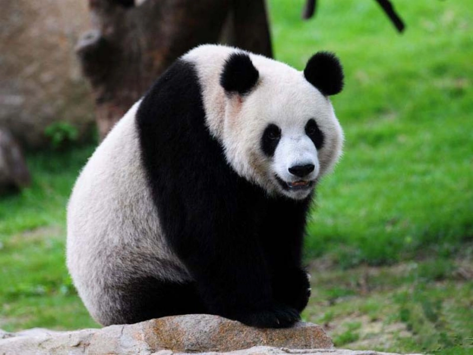 《阿坝夜会》课件_第2页