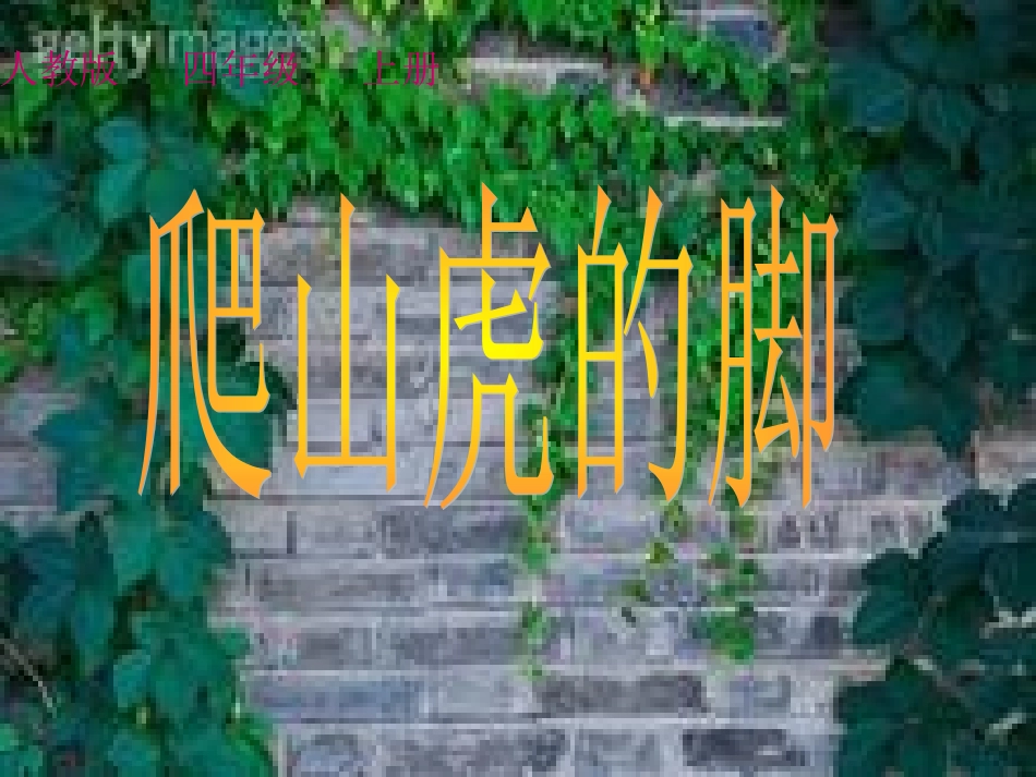《爬山虎的脚》演示文稿_第1页