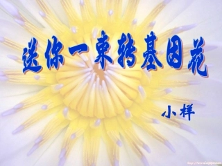 《送你一束转基因花》课件