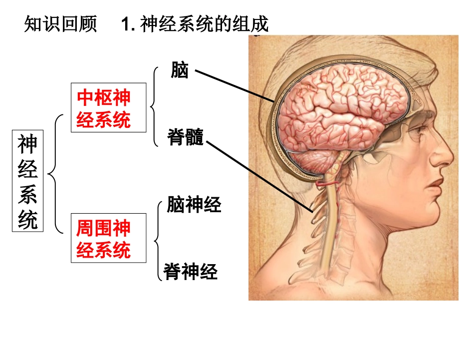 一轮复习课通过神经系统的调节--贾荣胜_第3页