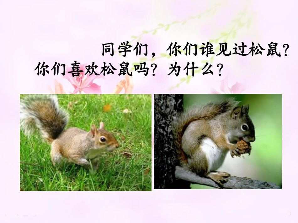 《那只松鼠》教学课件_第2页