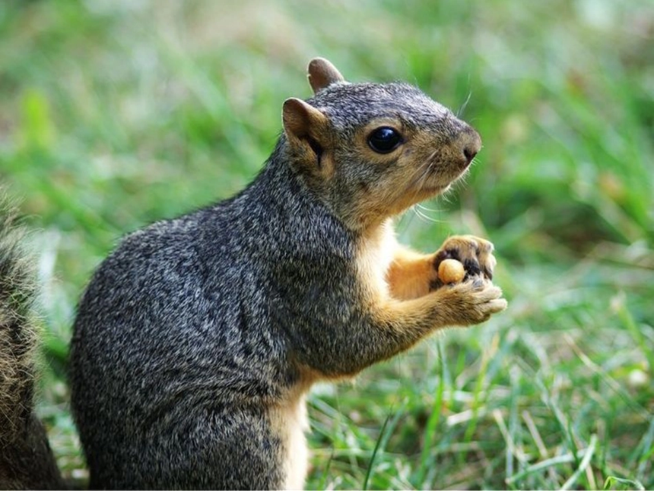 《那只松鼠》教学课件_第3页