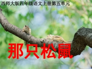《那只松鼠》教学课件