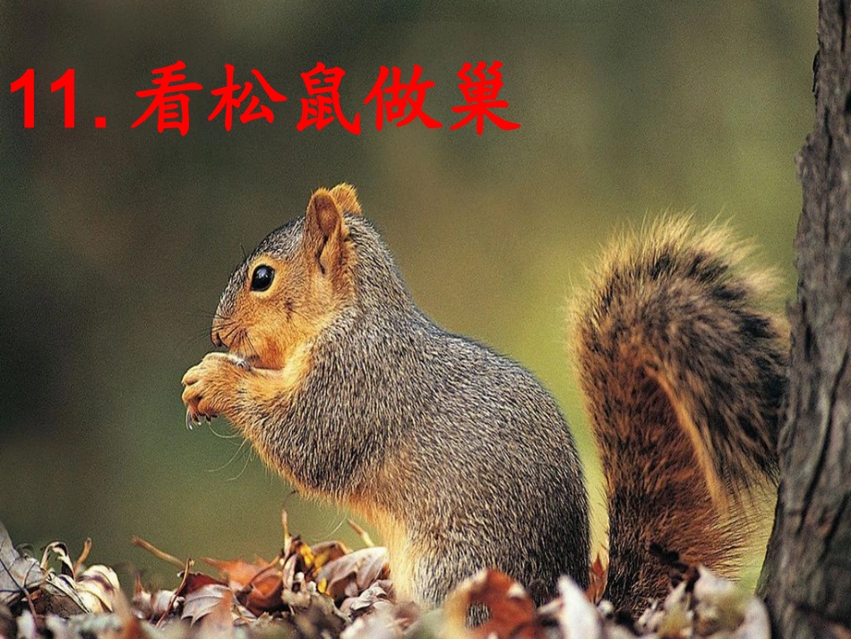 《看松鼠做巢》徐盛_第1页