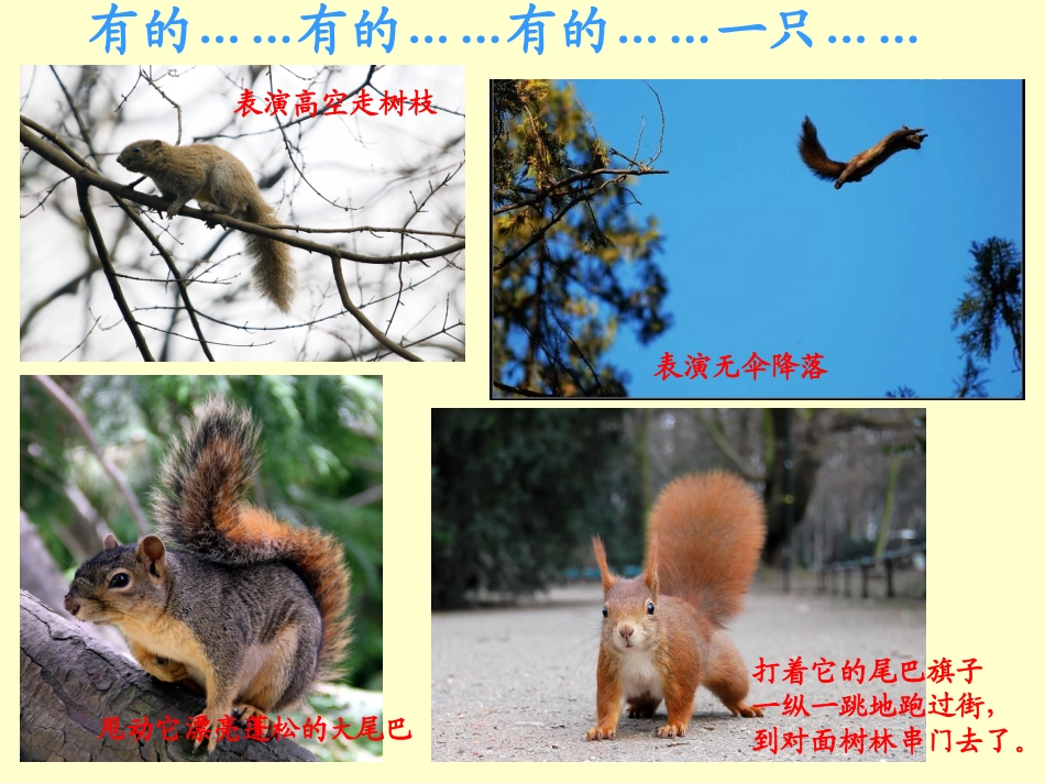 《看松鼠做巢》徐盛_第2页